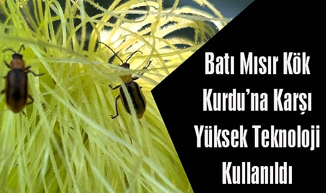 Batı Mısır Kök Kurdu’na Karşı Yüksek Teknoloji Kullanıldı