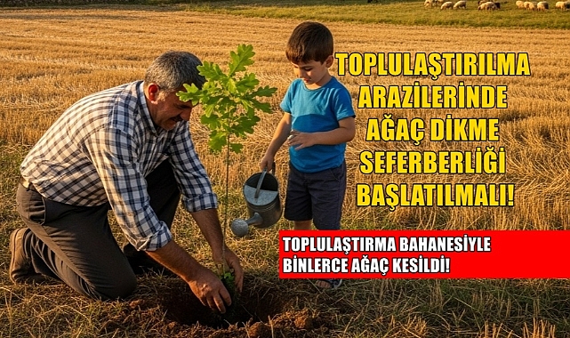 Toplulaştırma Bahanesiyle Ağaç Katliamına Tam Gaz!