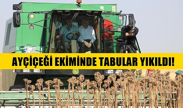 Ayçiçeği Ekimi İle İlgili Kapsamlı Çalışmadan Çıkan Sonuç Tabuları Yıkacak!