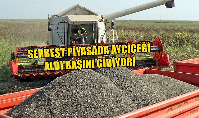 Ayçiçeğinde Kritik Eşik Aşıldı!