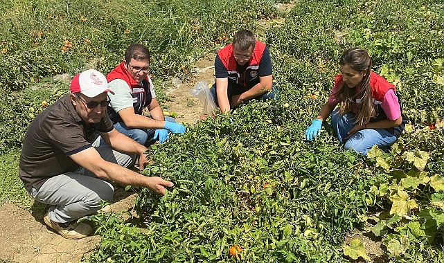 Edirne'de Yetişen Domateslere 'Tarlada Denetim'