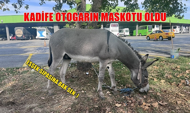 Eşek Sıpası Otogarın Maskotu Oldu!