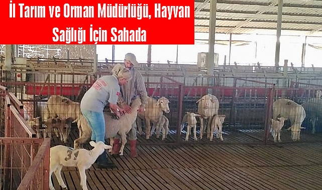 İl Tarım ve Orman Müdürlüğü, Hayvan Sağlığı İçin Sahada
