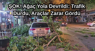 ŞOK! Ağaç Yola Devrildi: Trafik Durdu, Araçlar Zarar Gördü