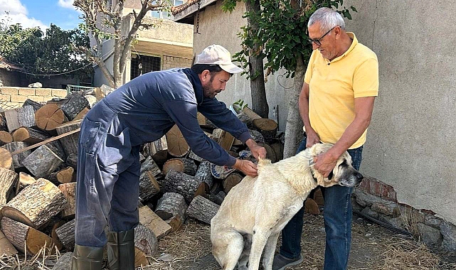 Kırklareli’nde Sokak ve Sürü Hayvanlarına Aşı ve Çipli Koruma
