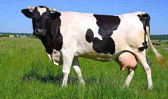 Süt İneklerinde Hastalık Tespit Cihazları Hibeyle Dağıtılacak