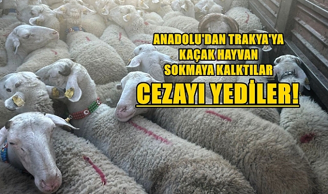 Trakya'ya Kaçak Hayvan Sokmaya Kalkanlara Ağır Ceza!