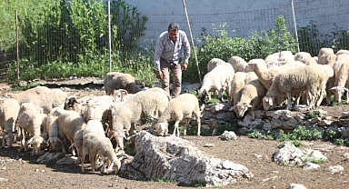 Fabrika İşçiliğinden Besiciliğe! Köyüne Döndü, Sürü Sahibi Oldu