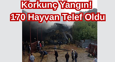 Korkunç Yangın!170 Hayvan Telef Oldu