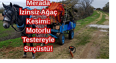 Merada İzinsiz Ağaç Kesimi: Motorlu Testereyle Suçüstü!