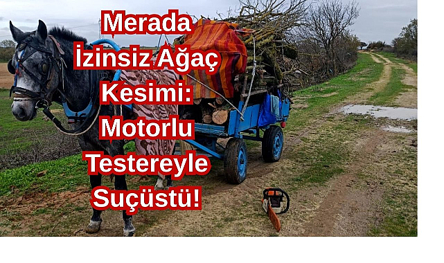 Merada İzinsiz Ağaç Kesimi: Motorlu Testereyle Suçüstü!