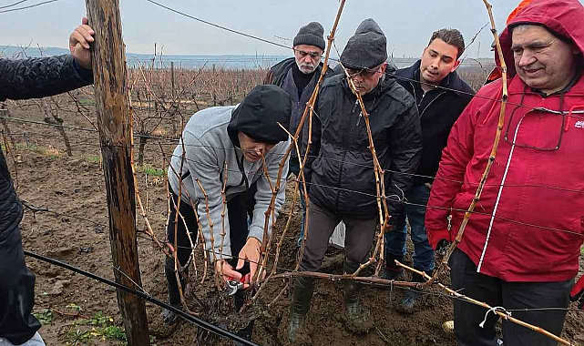 Bağlarda Doğru Budamanın Püf Noktaları Anlatıldı