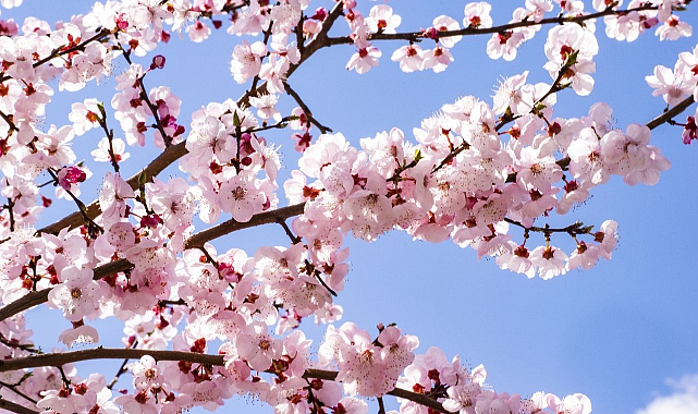 Baharın Müjdesi Nevruz, Kırklareli’nde Coşkuyla Kutlanacak