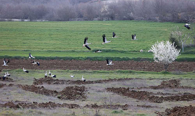 Göç Yolundaki Leylekler Kırklareli'nde Konakladı!
