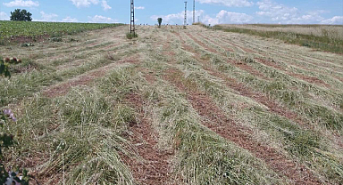 Edirne’de Meralarda Ot Biçimi Çalışması Yapıldı