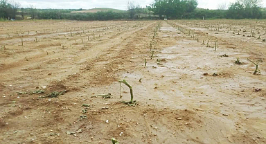 Kırklareli’nde Dolu Zararı İçin Hasar Tespiti Başladı