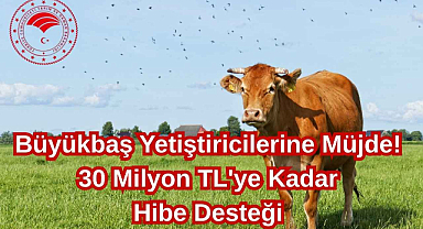 Büyükbaş Yetiştiricilerine Müjde! 30 Milyon TL'ye Kadar Hibe Desteği