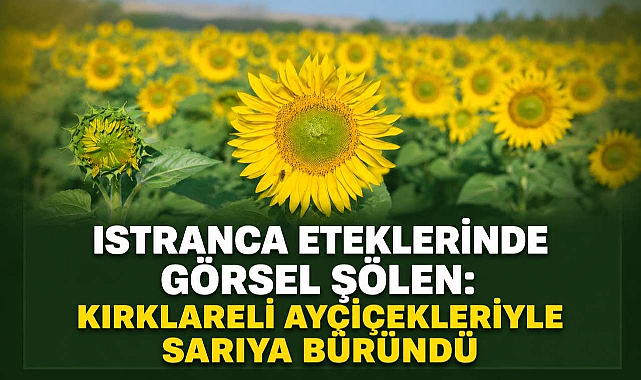 Istranca Eteklerinde Görsel Şölen! Kırklareli Ayçiçekleriyle Sarıya Büründü