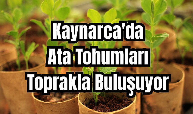 Kaynarca'da Ata Tohumları Toprakla Buluşuyor