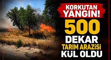 Korkutan Yangın! 500 Dekar Tarım Arazisi Kül Oldu