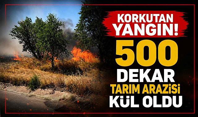 Korkutan Yangın! 500 Dekar Tarım Arazisi Kül Oldu