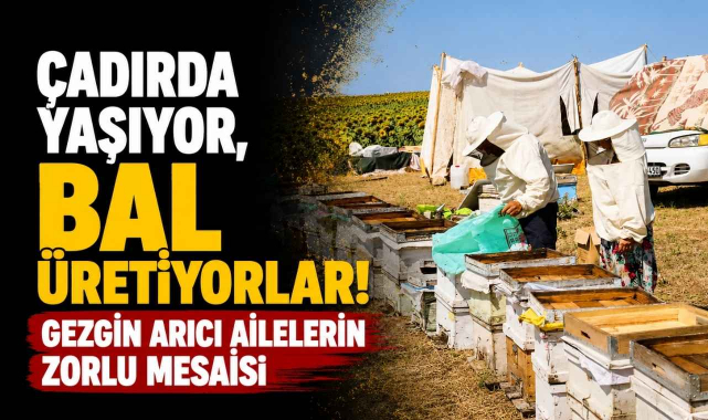 Çadırda Yaşıyor, Bal Üretiyorlar! Gezgin Arıcı Ailelerin Zorlu Mesaisi...
