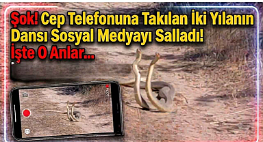 Şok! Cep Telefonuna Takılan İki Yılanın Dansı Sosyal Medyayı Salladı! İşte O Anlar…