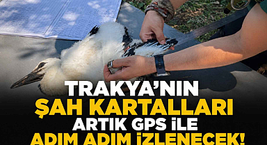 Trakya'nın Şah Kartalları Artık GPS ile Adım Adım İzlenecek!