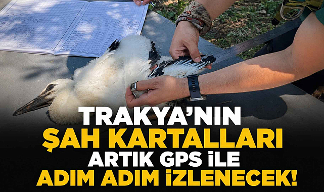 Trakya'nın Şah Kartalları Artık GPS ile Adım Adım İzlenecek!