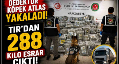 Dedektör Köpek Atlas Yakaladı! TIR’dan 288 Kilo Esrar Çıktı