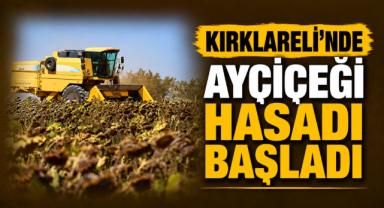 Kırklareli'nde ayçiçeği hasadı başladı