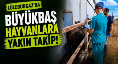 Lüleburgaz'da Büyükbaş Hayvanlara Yakın Takip!