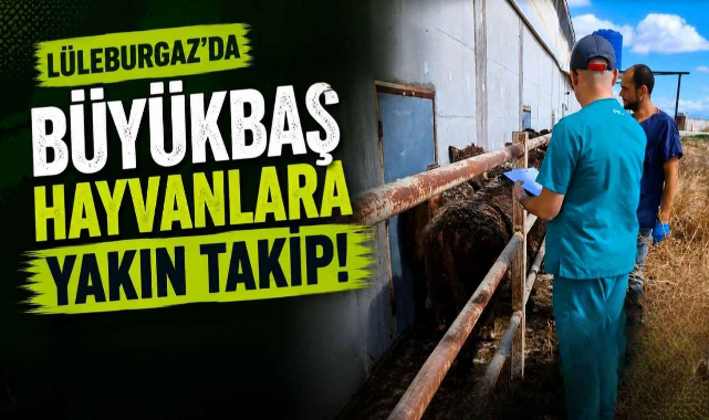 Lüleburgaz'da Büyükbaş Hayvanlara Yakın Takip!