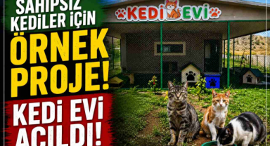 Sahipsiz Kediler İçin Örnek Proje! Kedi Evi Açıldı