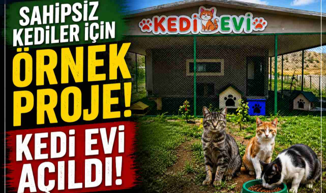 Sahipsiz Kediler İçin Örnek Proje! Kedi Evi Açıldı