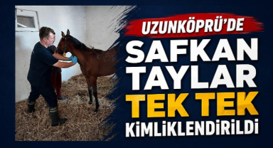 Uzunköprü’de Safkan Taylar Tek Tek Kimliklendirildi