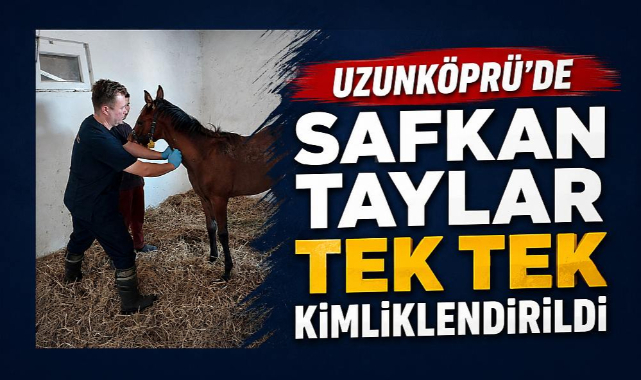 Uzunköprü’de Safkan Taylar Tek Tek Kimliklendirildi