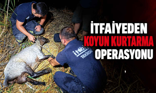 İtfaiyeden Koyun Kurtarma Operasyonu
