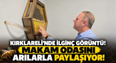 Kırklareli’nde İlginç Görüntü! Makam Odasını Arılarla Paylaşıyor!