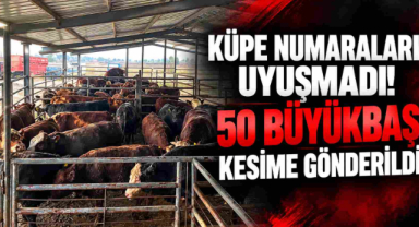 Küpe Numaraları Uyuşmadı! 50 Büyükbaş Kesime Gönderildi