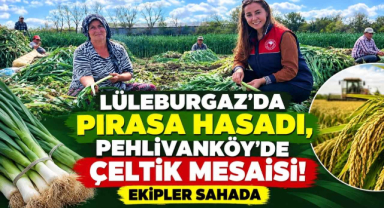 Lüleburgaz'da Pırasa Hasadı, Pehlivanköy'de Çeltik Mesaisi! Ekipler Sahada